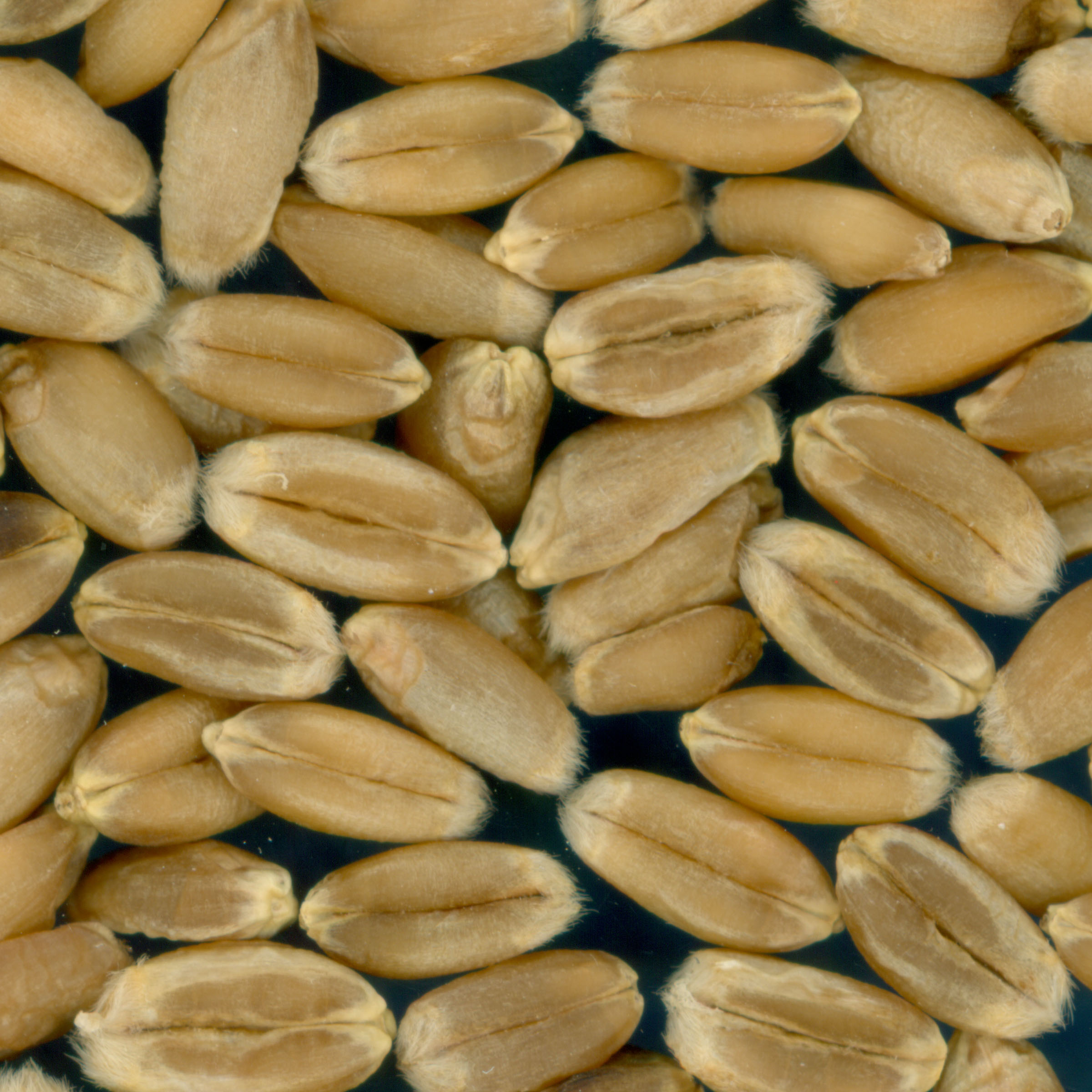 KERNELS